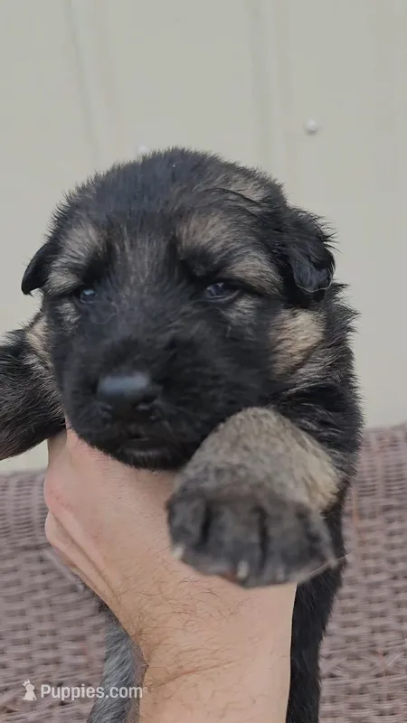 Blue  collar – German Shepherd Dog puppy for sale in Chatsworth, GA