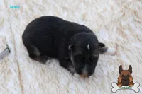 Grey (mid/long hair), a male German Shepherd Dog for sale in Chatsworth, GA – Photo 4 of 10