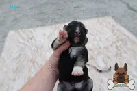 Grey (mid/long hair), a male German Shepherd Dog for sale in Chatsworth, GA – Photo 3 of 10