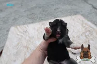 Grey (mid/long hair), a male German Shepherd Dog for sale in Chatsworth, GA – Photo 1 of 10