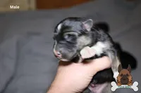 Grey (mid/long hair), a male German Shepherd Dog for sale in Chatsworth, GA – Photo 5 of 10