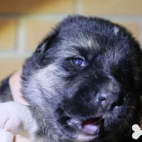Grey (mid/long hair), a male German Shepherd Dog for sale in Chatsworth, GA – Photo 4 of 8