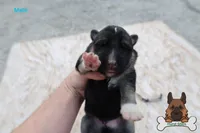 Grey (mid/long hair), a male German Shepherd Dog for sale in Chatsworth, GA – Photo 2 of 10