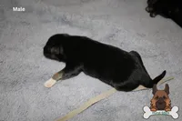 Grey (mid/long hair), a male German Shepherd Dog for sale in Chatsworth, GA – Photo 8 of 10