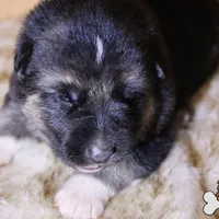 Grey (mid/long hair), a male German Shepherd Dog for sale in Chatsworth, GA – Photo 5 of 8