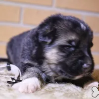 Grey (mid/long hair), a male German Shepherd Dog for sale in Chatsworth, GA – Photo 2 of 8