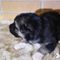 Grey (mid/long hair), a male German Shepherd Dog for sale in Chatsworth, GA – Photo 6 of 8