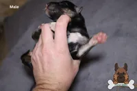 Grey (mid/long hair), a male German Shepherd Dog for sale in Chatsworth, GA – Photo 6 of 10