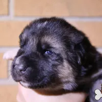 Grey (mid/long hair), a male German Shepherd Dog for sale in Chatsworth, GA – Photo 1 of 8