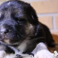 Grey (mid/long hair), a male German Shepherd Dog for sale in Chatsworth, GA – Photo 3 of 8