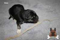 Grey (mid/long hair), a male German Shepherd Dog for sale in Chatsworth, GA – Photo 7 of 10