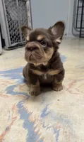 Big rope female , a female French Bulldog for sale in Pismo Beach, CA – 2 of 2