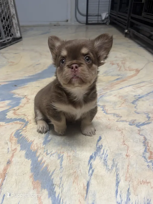 Rojo female – French Bulldog puppy for sale in Pismo Beach, CA