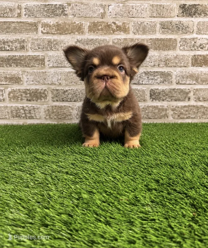 Big rope female  – French Bulldog puppy for sale in Pismo Beach, CA