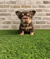 Big rope female , a female French Bulldog for sale in Pismo Beach, CA – 1 of 2
