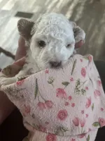 Cinderella , a female Poodle - Miniature  for sale in Ronda, NC – 3 of 3