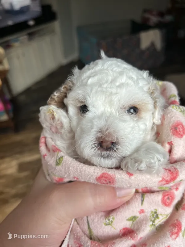 Cinderella  – Poodle - Miniature  puppy for sale in Ronda, NC