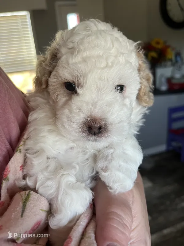 Prince – Poodle - Miniature  puppy for sale in Ronda, NC