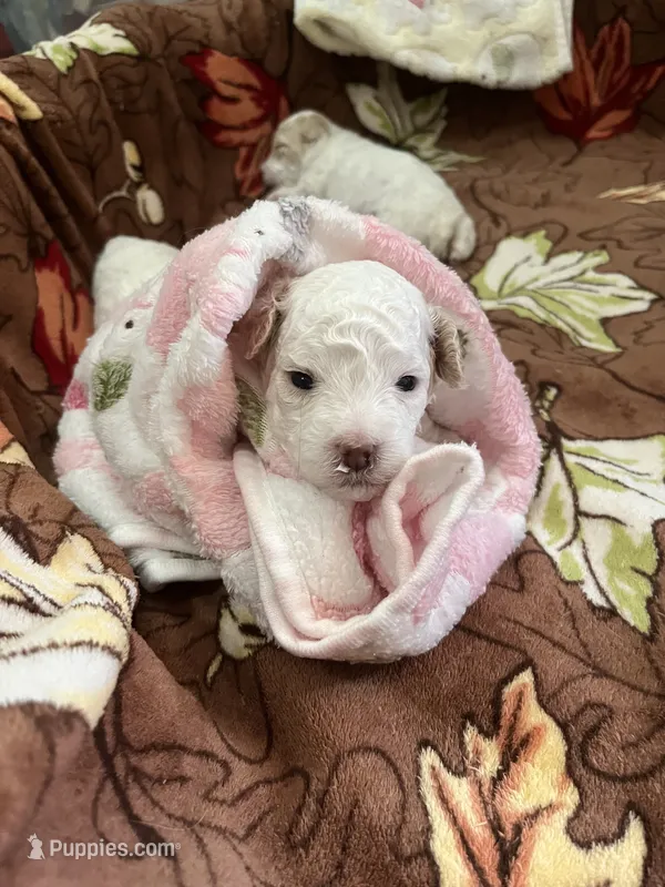 Prince – Poodle - Miniature  puppy for sale in Ronda, NC