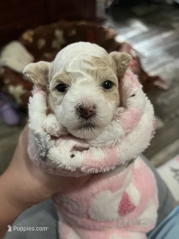 Snow White – Poodle - Miniature  puppy for sale in Ronda, NC