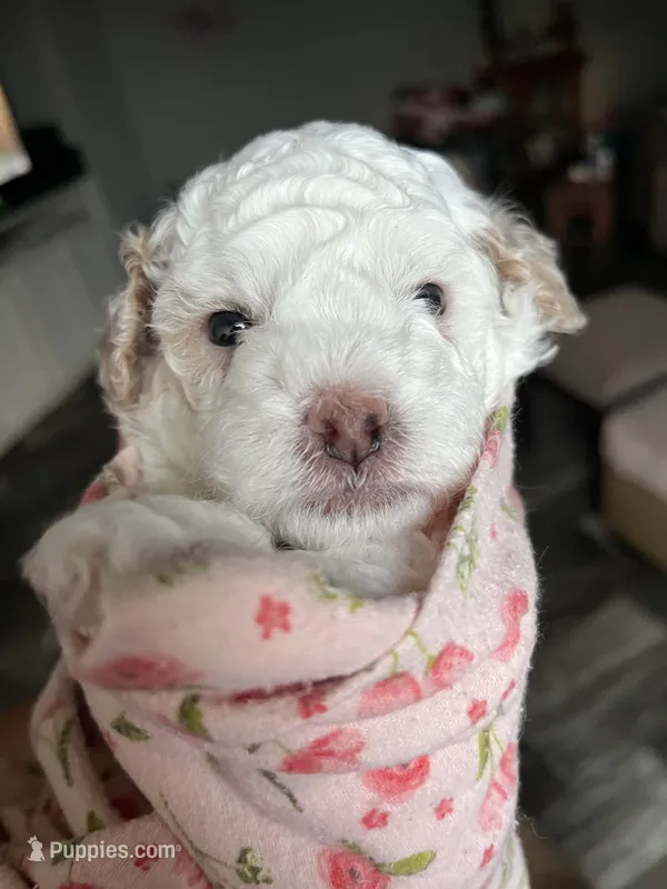 Prince – Poodle - Miniature  puppy for sale in Ronda, NC
