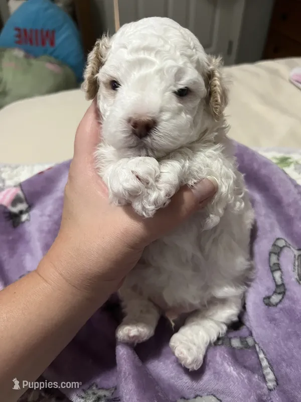 Prince – Poodle - Miniature  puppy for sale in Ronda, NC