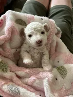 Cinderella , a female Poodle - Miniature  for sale in Ronda, NC – 2 of 3