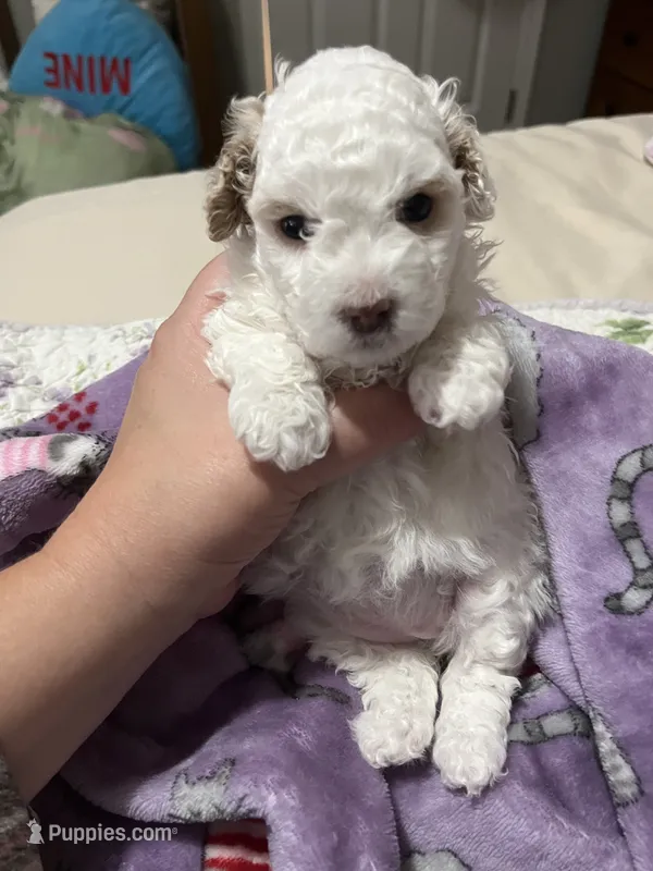 Cinderella  – Poodle - Miniature  puppy for sale in Ronda, NC