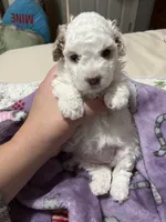 Cinderella , a female Poodle - Miniature  for sale in Ronda, NC – 1 of 3