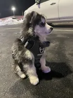 Bandit, a male Siberian Husky for sale in Gastonia, NC – Photo 6 of 8