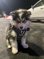 Bandit, a male Siberian Husky for sale in Gastonia, NC – Photo 5 of 8