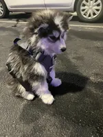 Bandit, a male Siberian Husky for sale in Gastonia, NC – Photo 7 of 8