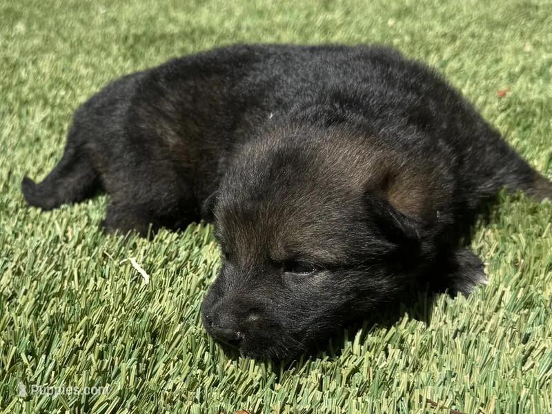 Puppy11 – German Shepherd Dog puppy for sale in Ventura, CA