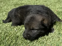 Puppy11, a male German Shepherd Dog for sale in Ventura, CA – 1 of 6