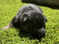 Puppy 10, a male German Shepherd Dog for sale in Ventura, CA – 2 of 3