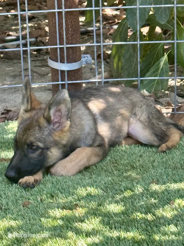 Puppy 7 – German Shepherd Dog puppy for sale in Ventura, CA