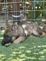 Puppy 7, a female German Shepherd Dog for sale in Ventura, CA – 1 of 5