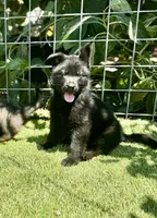 Puppy 8, a male German Shepherd Dog for sale in Ventura, CA – 2 of 3
