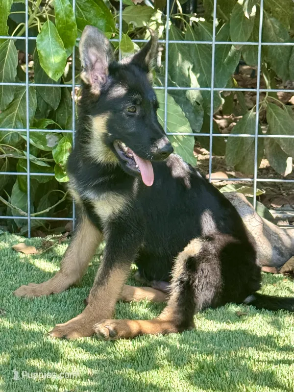 Puppy 10 – German Shepherd Dog puppy on hold in Ventura, CA