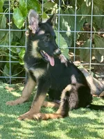 Puppy 10, a male German Shepherd Dog for sale in Ventura, CA – 1 of 6