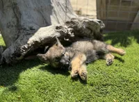 Puppy11, a male German Shepherd Dog for sale in Ventura, CA – 2 of 3