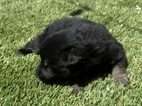 Puppy11, a male German Shepherd Dog for sale in Ventura, CA – 5 of 6