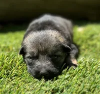 Puppy 7, a female German Shepherd Dog for sale in Ventura, CA – 2 of 2