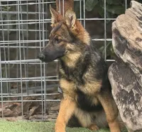 Puppy 3, a female German Shepherd Dog for sale in Ventura, CA – Photo 3 of 5