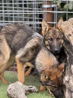 Puppy 3, a female German Shepherd Dog for sale in Ventura, CA – Photo 4 of 5