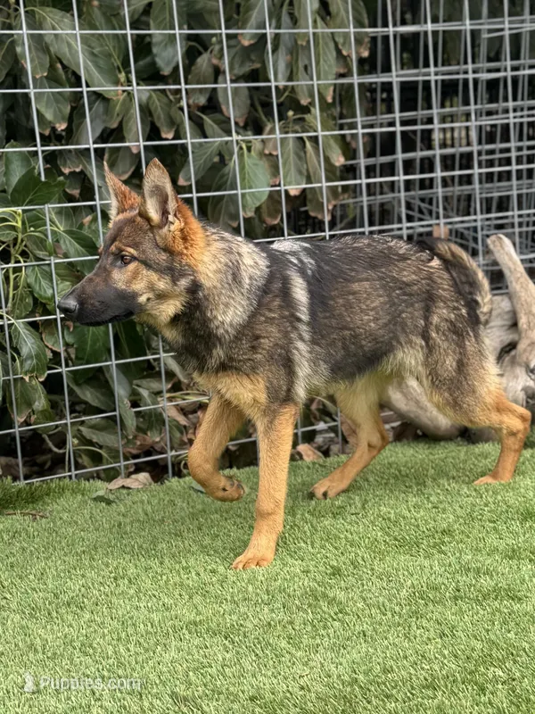 Puppy 3 – German Shepherd Dog puppy for sale in Ventura, CA