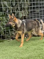 Puppy 3, a female German Shepherd Dog for sale in Ventura, CA – Photo 1 of 5