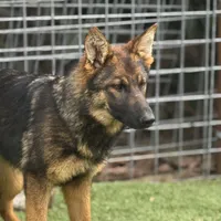 Puppy 3, a female German Shepherd Dog for sale in Ventura, CA – Photo 2 of 5