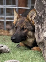 Puppy 3, a female German Shepherd Dog for sale in Ventura, CA – Photo 5 of 5