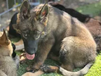 Puppy 9, a female German Shepherd Dog for sale in Ventura, CA – 2 of 4